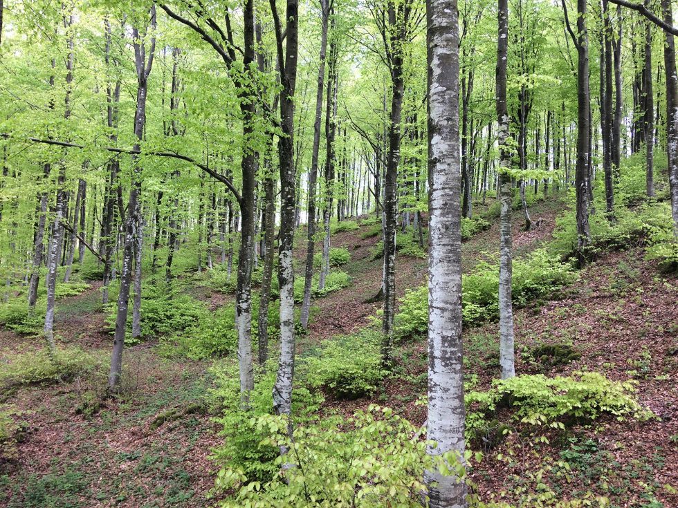 Walk Into My Story - Via degli Dei