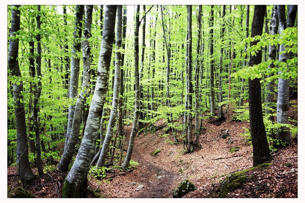 Walk Into My Story - Via degli Dei